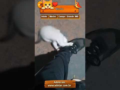 Vídeo de Macho