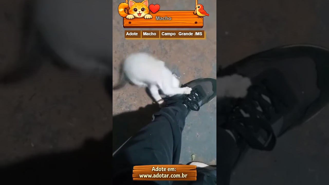 Gato raça SRD-ViraLata idade 2 a 6 meses nome Macho