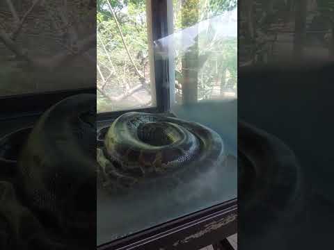 Cobra Python no minizoológico Baluarte, Vigan City Ilocos Sur