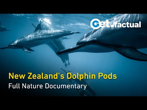 Dolphins off the Coast of New Zealand - Wild Dolphins - Full Nature Documentary