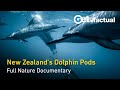 Dolphins Off The Coast Of New Zealand Wild Dolphins Full Nature Documentary