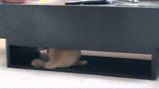 Sasha and her Bunker