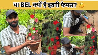 भारत की नंबर 1 BEL: जो नहीं जानते, वो मिस कर रहे हैं!”Ganesh BEL best gardening tips
