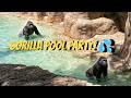 The Gorillas That Broke One Of Nature S Biggest Rules