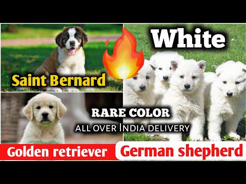 White German shepherd puppies | Saint Bernard puppies...
