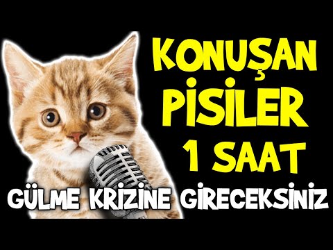 GÜLME KRİZİNE GİRECEĞİNİZ EN KOMİK KONUŞAN PİSİLER VİDEOLARI