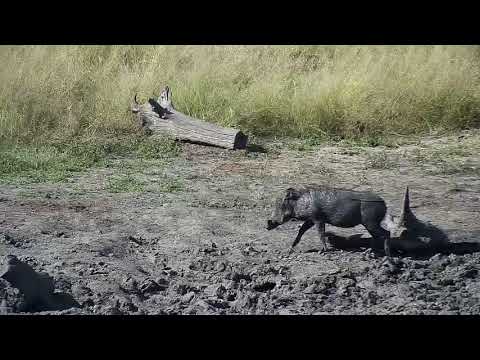 Djuma: Warthog family - 14:30 - 04/25/19