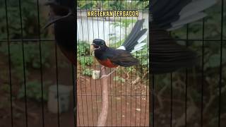 Download lagu Kretekan terbaik untuk terapi emosi murai cepat bunyi#burung#kretekanmurai#Shorts mp3