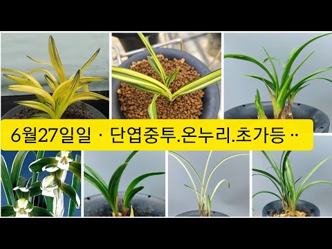 유튜브 썸네일