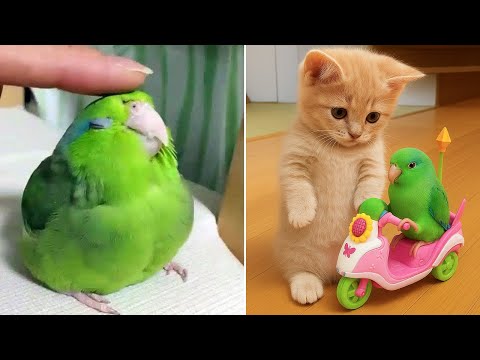 Smart And Funny Parrots Parrot Talking Videos Compilation (2025) - Cute Birds #52