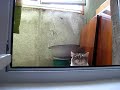 Inception Cat (kokwa) - Známka: 1, váha: obrovská