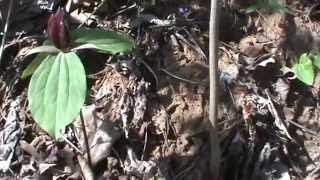 Identifying the "Wake robin" or "Birth root"