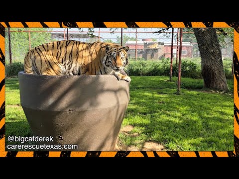 Melita's Morning Medicine Ritual