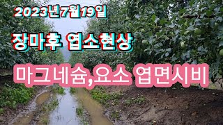 장마철 엽소현상 마그네슘,요소 엽면시비