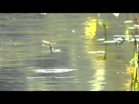 Karpfenangeln 85 Videotagebuch TEASER