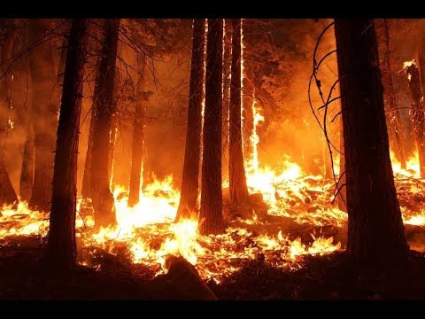 Natural place in ecosystem   The ecological benefits of wildfire