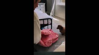 Hand Knitted Pink Chunky Knit Blanket Unboxing Video: Did Puppies Approve?