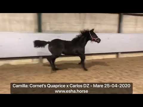 Camilla: Cornet's Quaprice x Carlos DZ