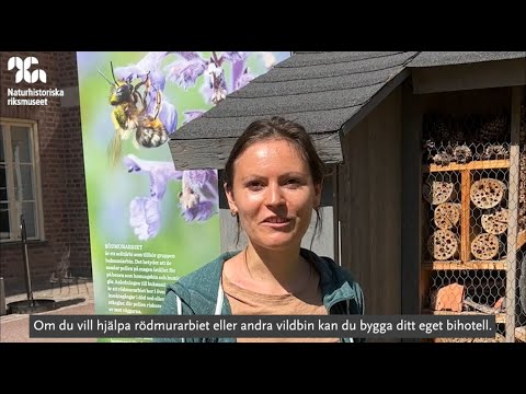 Hur du kan hjälpa vildbin