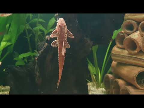 Oase Highline 300l Projekt - Vorstellung des roten Hexenwelses