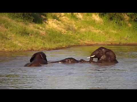 Djuma: Elephant pool party - 16:55 - 01/26/2020
