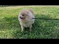 Pomeranian puppy for sale