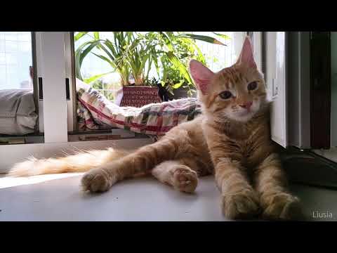 🐱My Big Cat Family - Liusia, Igor and Bodik.  10. 09. 22 #cats #cat #cutecat #mycats
