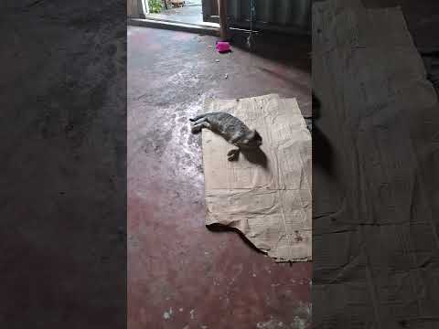 28 de janeiro de 2026