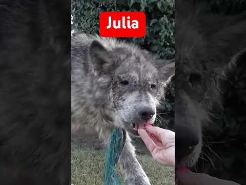 This rescued dog will break your heart and then will give you HOPE! Full video: www.HopeForPaws.org