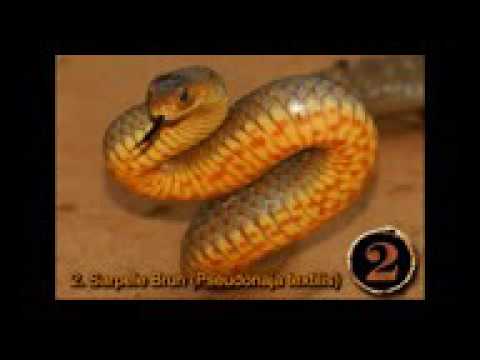 TOP 10 cei mai periculoși sierpi