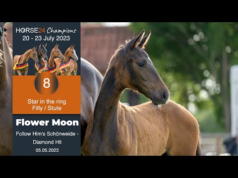 Lot 8 Flower Moon Stute v. Follow Him's Schönweide - Diamond Hit
