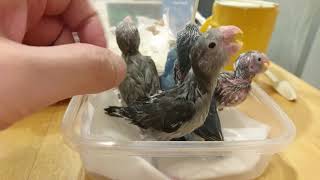 たくさん食べてます🐣