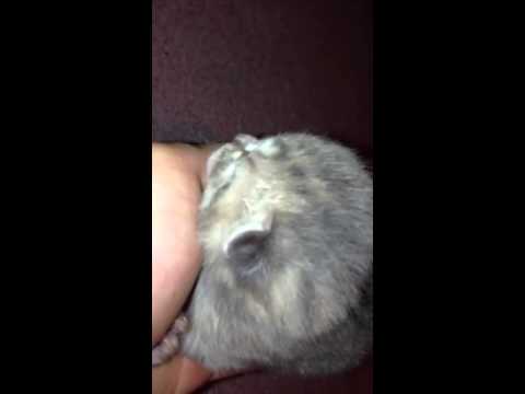 4 day old kitten sneeze! Must see!