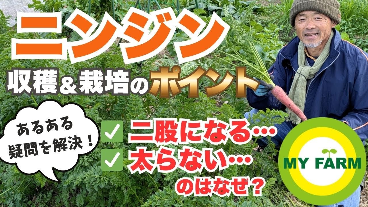 【ニンジン】二股になる…葉ばかり茂って太らない…栽培のあるある疑問にお答えします│有機栽培で野菜づくり