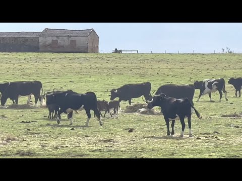 Aquellos Días En Que El Campo Comenzó A Reverdecer