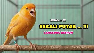Download lagu KENARI GACOR Panjang, Suara PANCINGAN Kenari PAUD Belajar Bunyi Ngeriwik | Masteran Kenari Paud #747 mp3