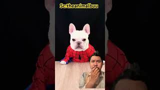 Download lagu Janji DOGGIE gak ketawa deh!?? #funny #comedy #animals #cute #shortsfeed mp3