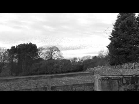 Debs McCoy - Collective