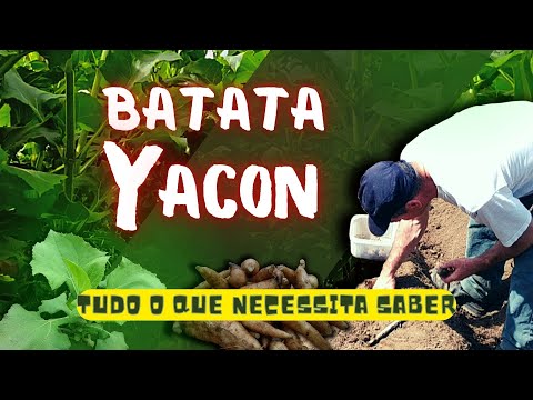 , title : 'Como plantar batata YACON passo a passo'