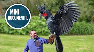 Cacatúa de las palmas (mini documental)