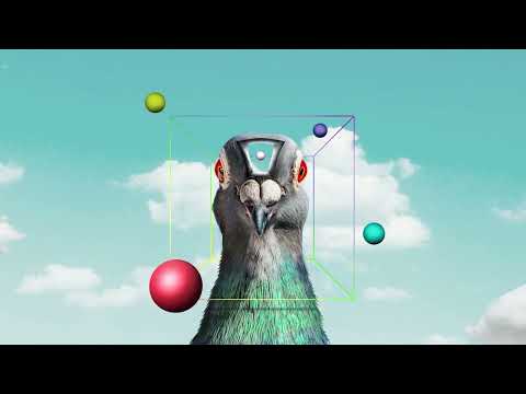 Lost In Line - Pigeons Playing Ping Pong