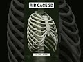 Rib Cage Anatomy #ribs #ribcage #anatomy #3danatomy #anatomy_physiology #physicaltherapy #chest