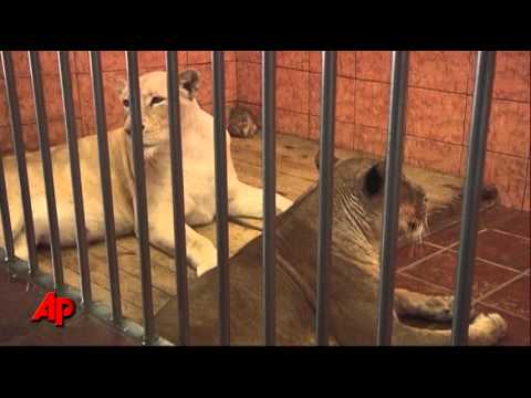 Raw Video: Four White Lion Cubs Born at Zoo