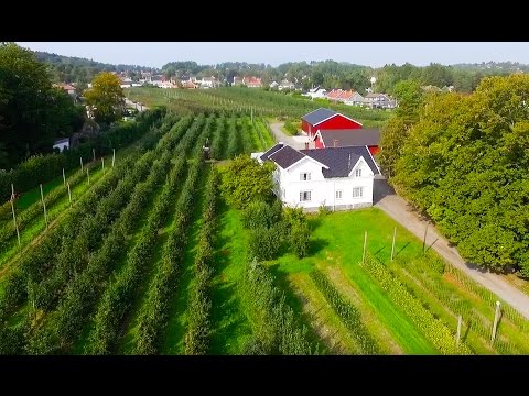Knatten Frukt - Sandefjord's eldste fruktgård