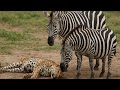 Leopard Killed By Zebras After Deadly Mistake Shocking Wildlife Encounter