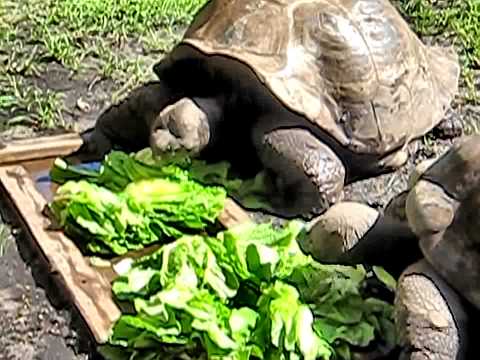 YouTube Video CLLyZznZxas