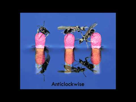 Anticlockwise (feat. Nate Mills)