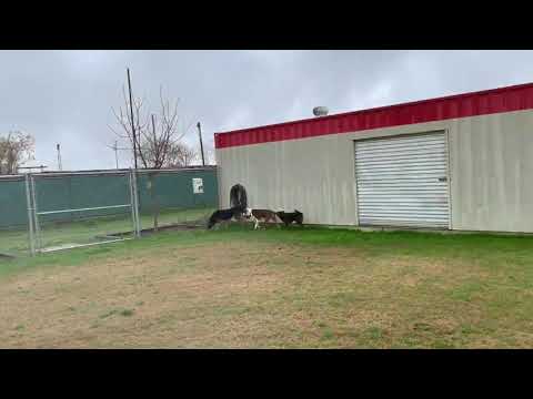 Princess, Bandit, Anisa, Dory