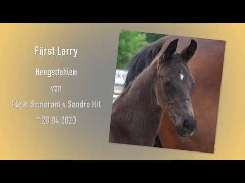 2 Fürst Larry HF von Fürst Samarant Sandro Hit