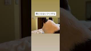 愛犬に無視されてる飼い主 #ボストンテリア